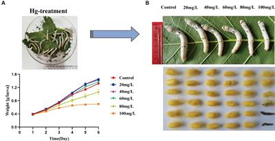 Effect of acute exposure of Hg on physiological parameters and transcriptome expression in silkworms (Bombyx mori)